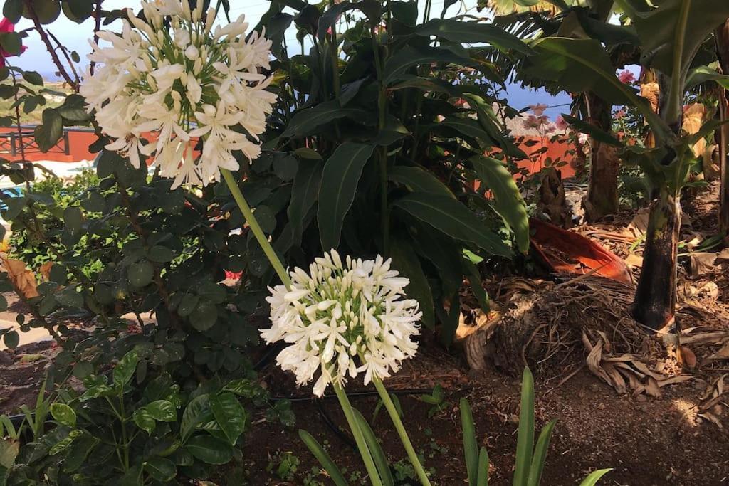 Finca La Romera La Orotava Eksteriør bilde